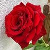 user4107618633454aya