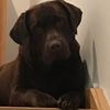 brownlabsibling