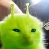 ingalcess