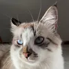 Lótus 😻😹