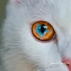 tintbi7