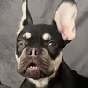 bear_thefrenchbulldog