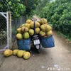 canh_90ip