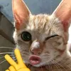 piwpiwnuy_