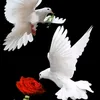 user5263612979108