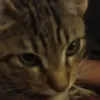 thepiede