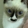 aaaoifee