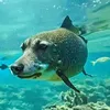 poissonchien