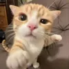 nkanhh8