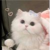 mochii5566