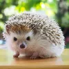 hedgehog_450