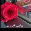 fatmaalmamary940