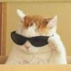 meowwwsirrr