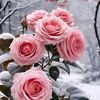 dawmar760