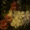 victoriaa.lif