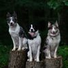colliegwen