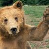 jointhebearforce