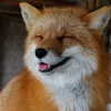 fox_in_the_box0