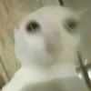 efnxdbbjkk