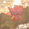 dangmoon77