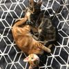 maverickthecat1