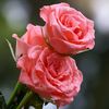 cristy_546