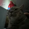 vihre_42