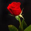 batool_j8