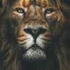 mahamad8674