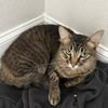 lilawilameow