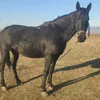 .dimitar.stoqnov