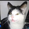 catacadem