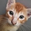 tupmew