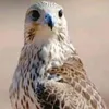 tahahashm82