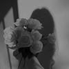 miy_955