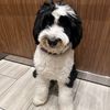 scoutthebernedoodle