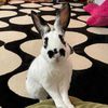 ninathebunny01