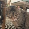 soupingcat