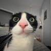 chanelthetux
