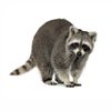 a_non_raccoon