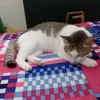 thai_4869