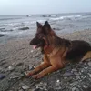 susana.1336