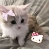 victoriaisnotagame