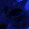goida.zov_porno