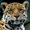 TOP ANIMALS VT