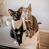 apetsdiary
