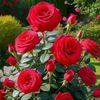 imtiyazmirza.786