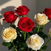 viktoria_5.5.5
