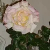 mararosadevorik
