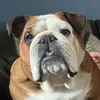 bulldog_marlene